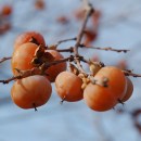 5167953173_5a89139ca8_o