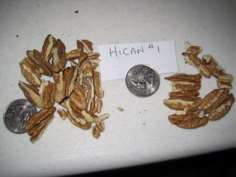 Hican 1 sample after cracked out of the shell. The meats on the left are from the first crack and represent 75% of the meats. A good first crack number.