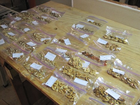 The nut samples were placed in bags after being cracked and their data was recorded.