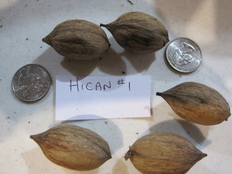 Hican 5-nut sample prior to cracking.  US quarters shown for size comparison.
